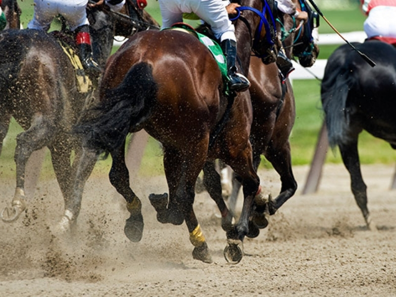 New move to end the whipping of Thoroughbred racehorses RSPCA South