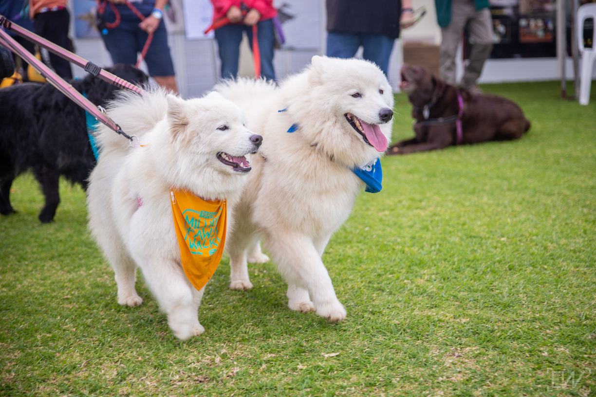 Two dogs walking at Million Paws Walk
