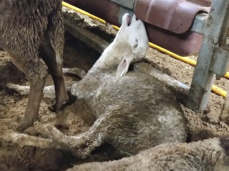 The cruel the bad and the ugly: debunking Australia's live export industry  - RSPCA South Australia