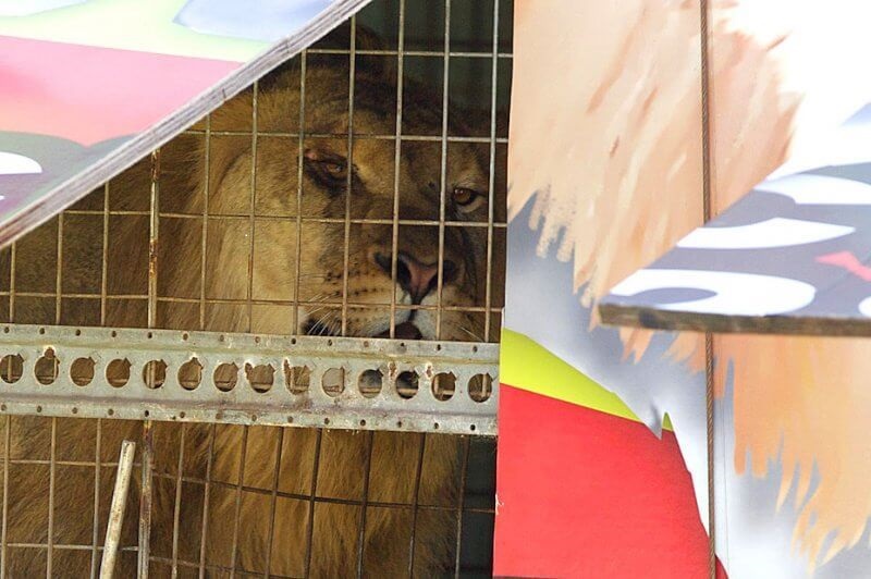 Good news - Australia no longer has circuses using wild animals - RSPCA  South Australia