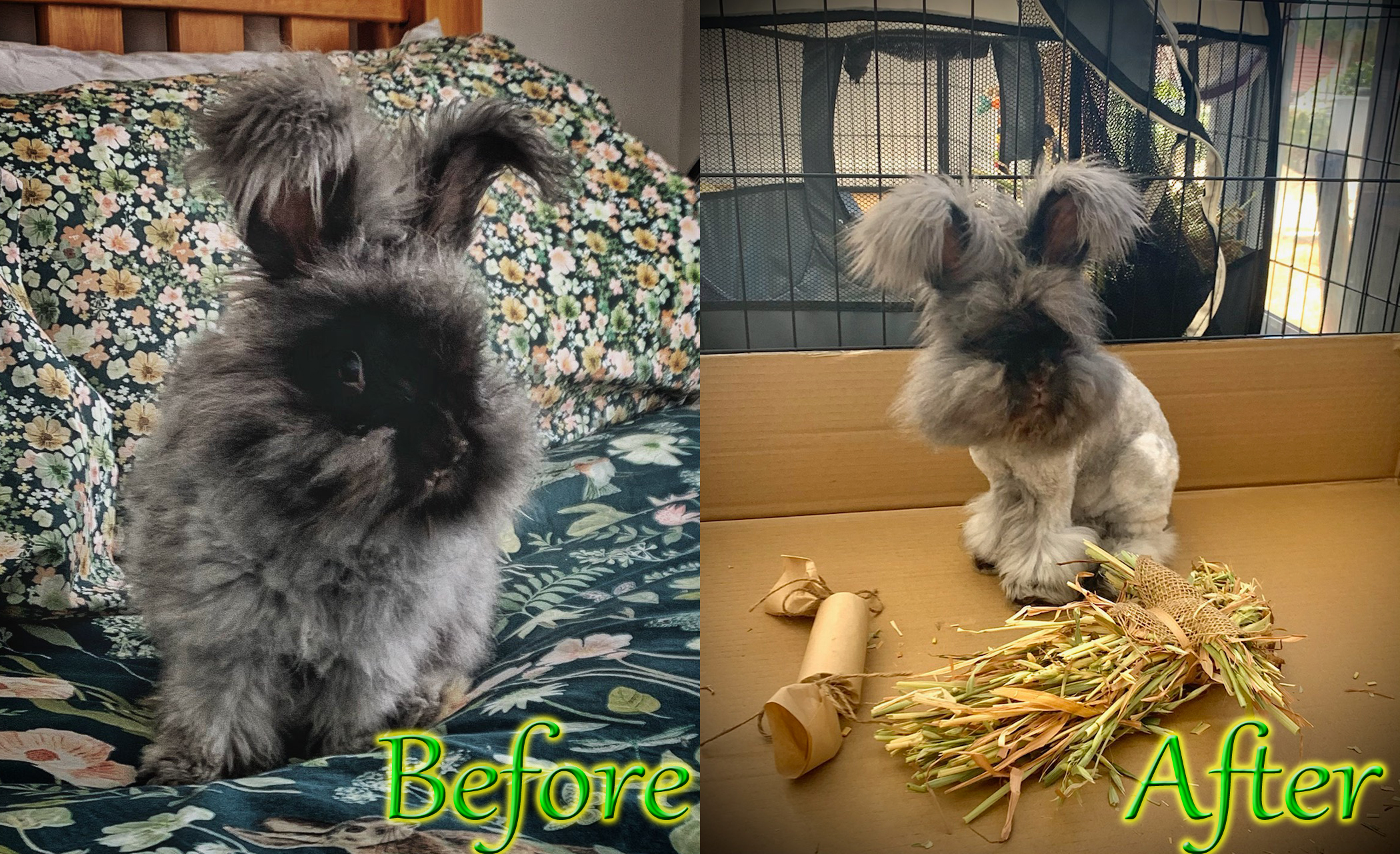 Grooming tips for woolly and long-haired rabbits - RSPCA South Australia
