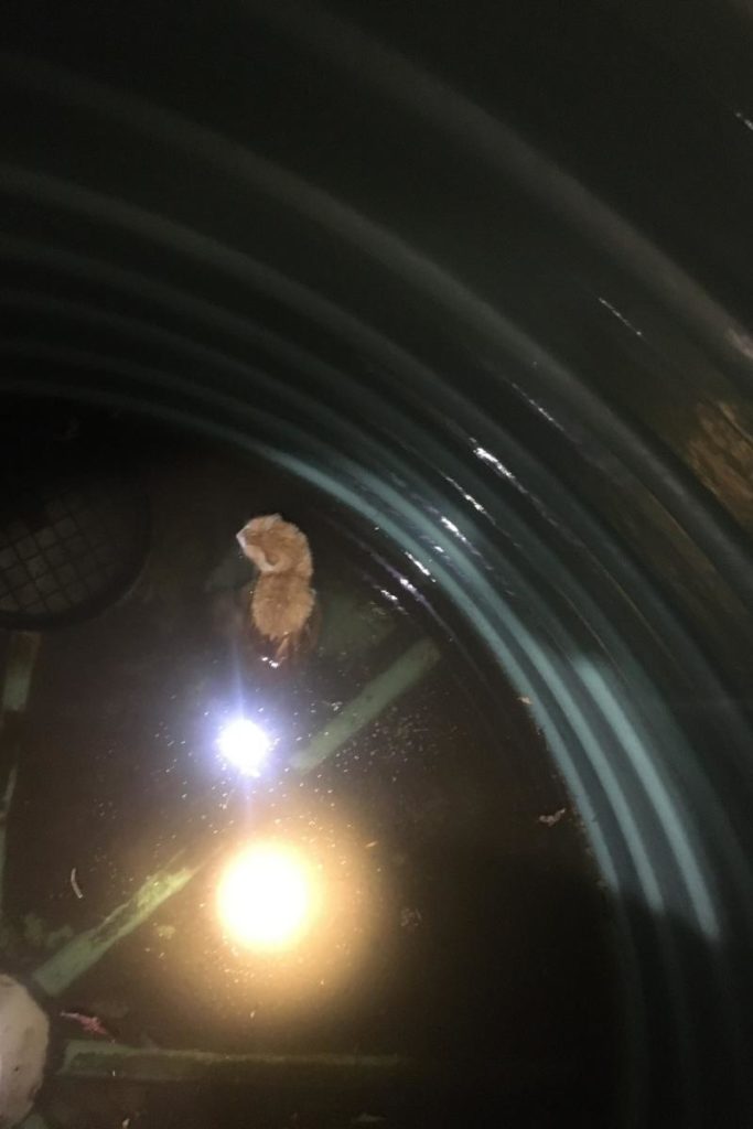 Cats trapped in trees, drains and rainwater tanks read more in our