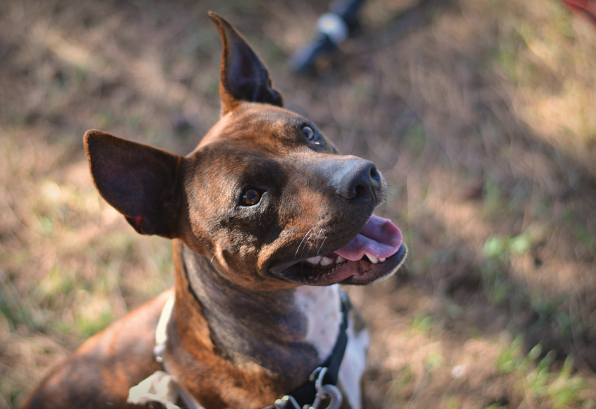 Adopting A Pet in Adelaide RSPCA South Australia
