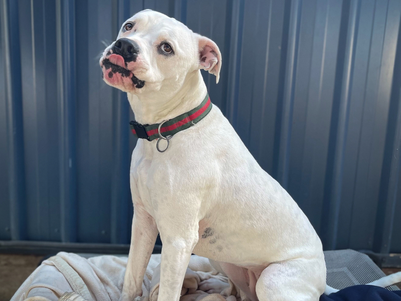 SAPOL's blanket drive is warming hearts and kennels at Lonsdale RSPCA