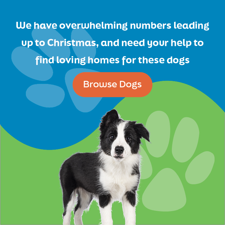 Can Rspca Take My Dog For Barking