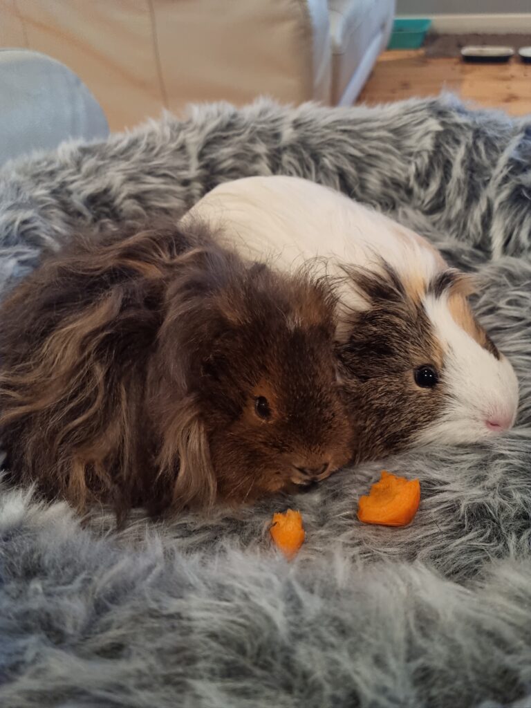 Samuel's unbreakable bond with rescue guinea pigs RSPCA South Australia