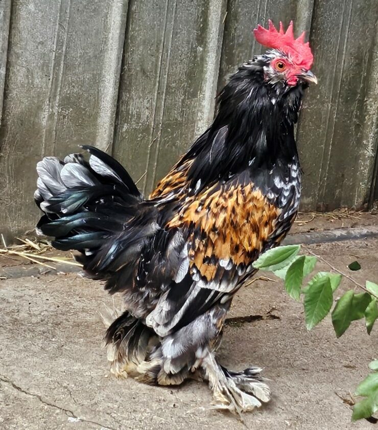 Bantam rooster found dumped inside charity bin