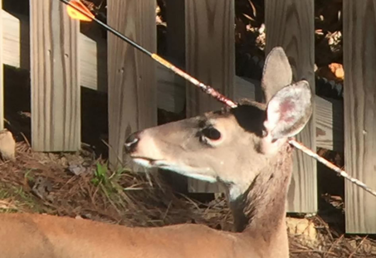 RSPCA SA extension of bow hunting ban