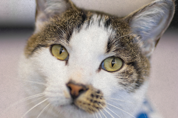 Cat Management Plan In Adelaide | RSPCA South Australia
